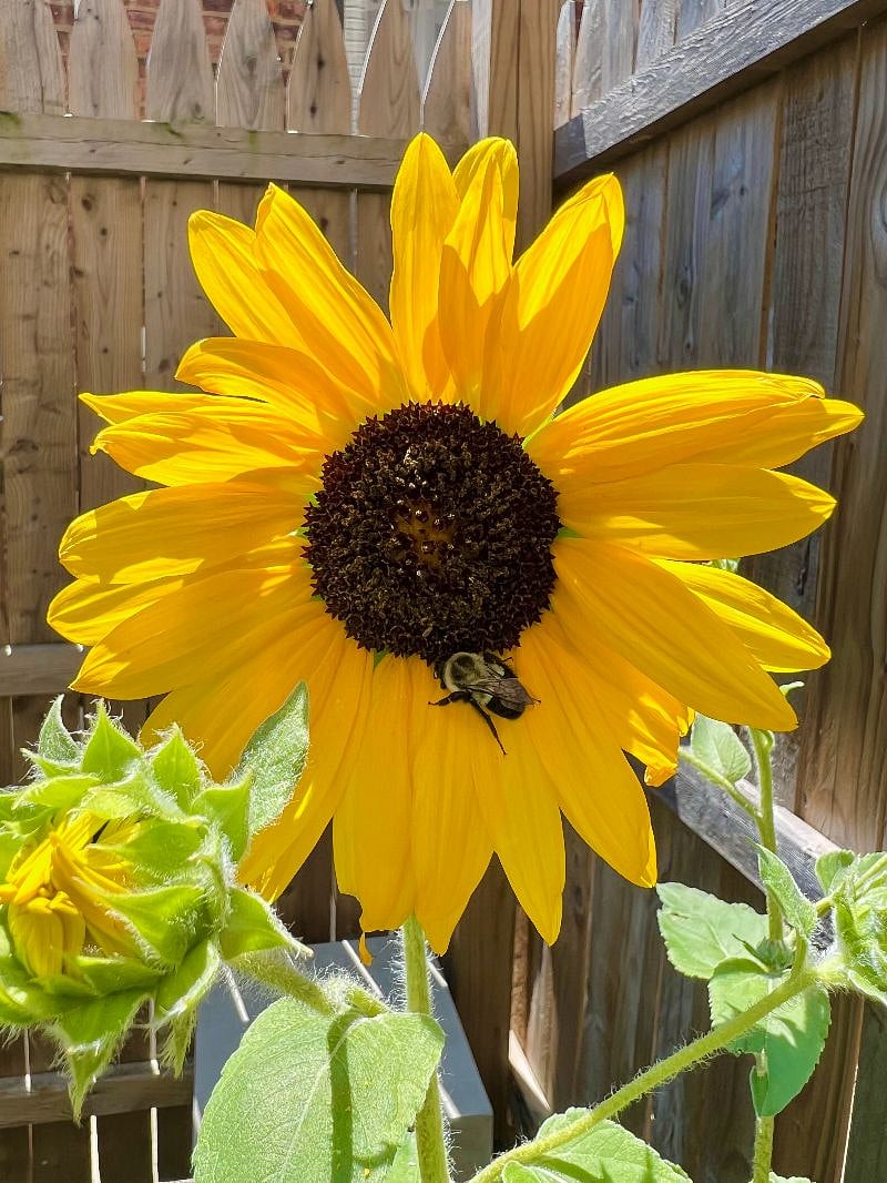 The honey bees like the sunflowers... but they don't bother people. This is the first iteration of the garden. We'll see what we plant next time.