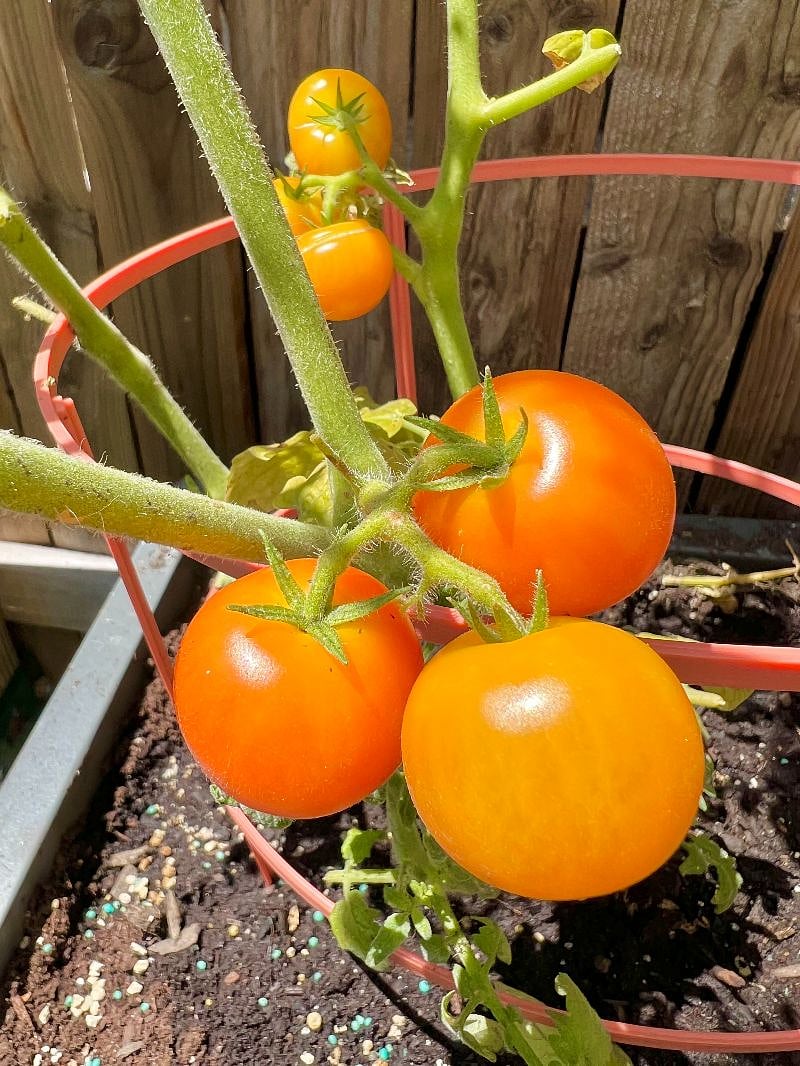 Had a few tomato plants our first season.  Let me know if you have a green thumb.  Everyone helps keep the plants watered. =]