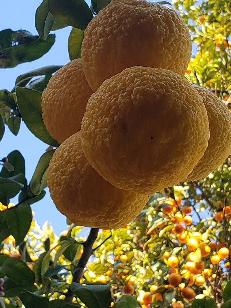 Fruit Trees: Lemon, Lime, Tangelo, Clementine, Grapefruit, Apple, Pomegranate, Orange, Loquat & Kumquat.