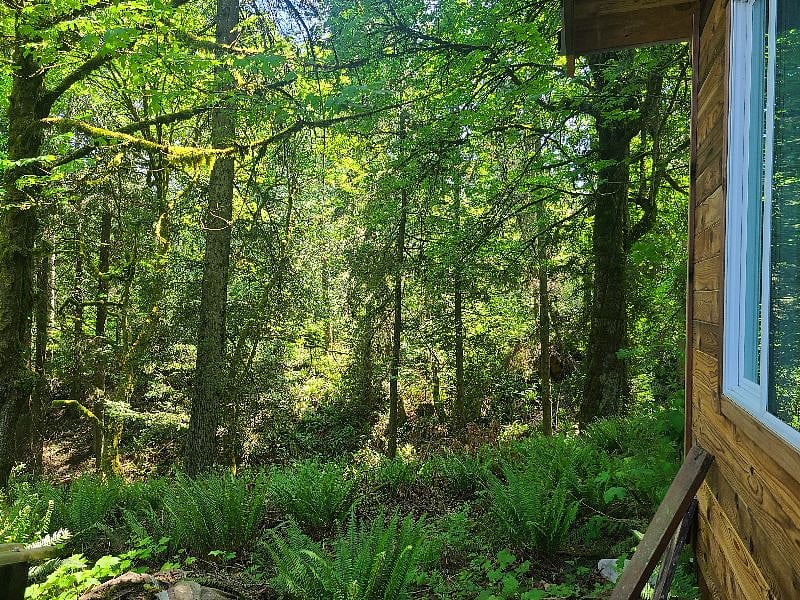 view of forest
