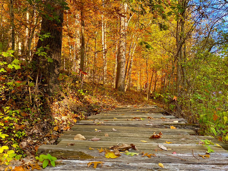 Another hiking trail in the Preserve