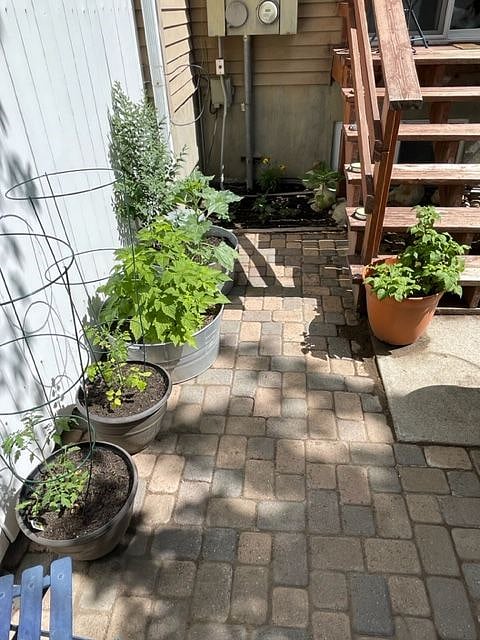 Tomatoes, berry bushes, strawberry garden.