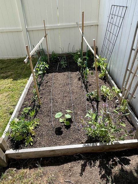 Veggie garden with squash, cucumbers, peppers, and snap peas.