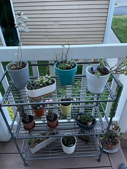 Succulent garden.