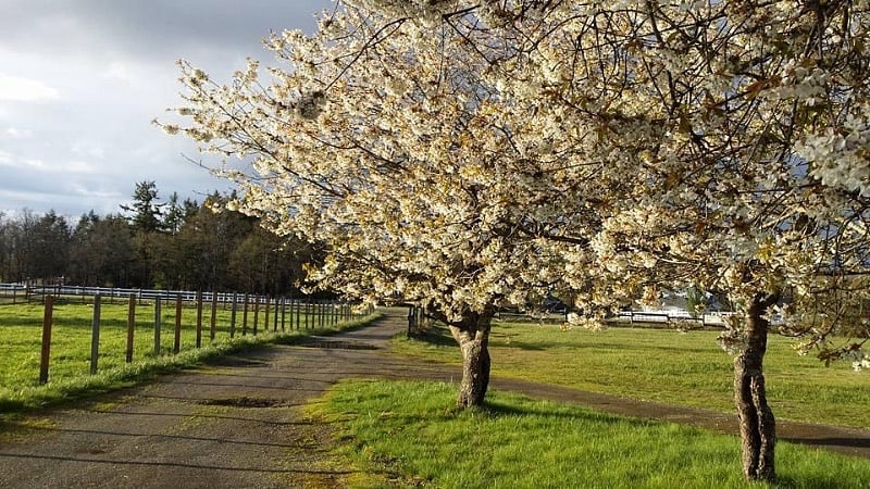 Feel free to pick the cherries from the 3 trees in front