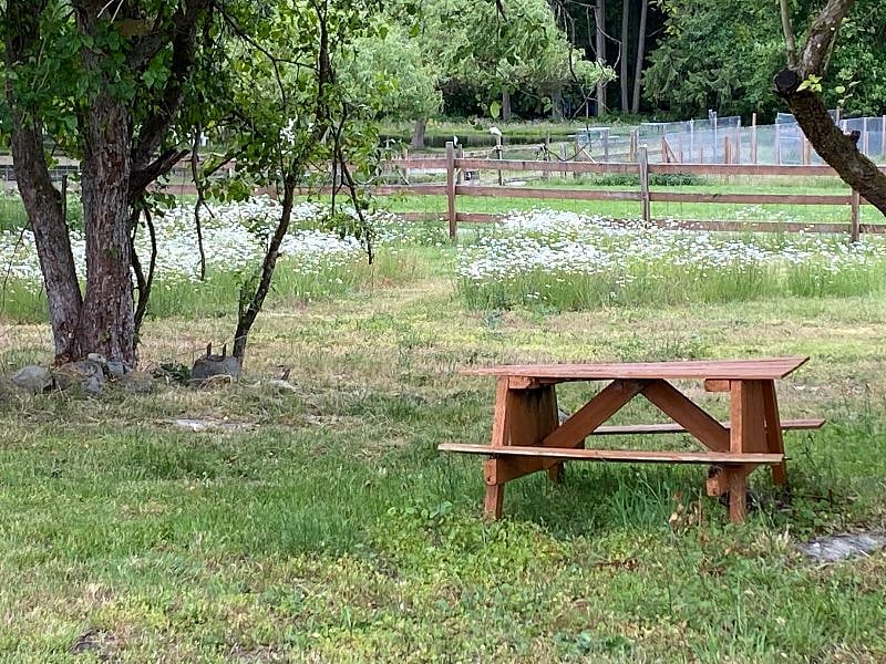 picnic table in the trees