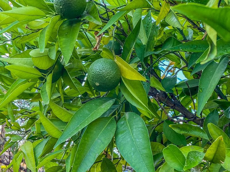 Fruit trees!