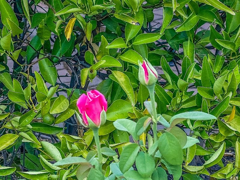 Stop and smell them!