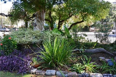 Front yard.