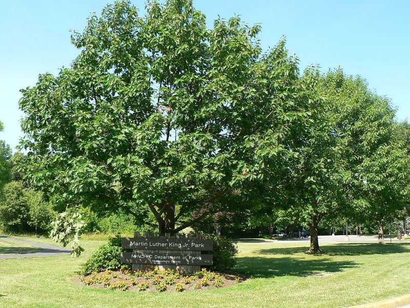 MLK Park Abuts Neighborhood