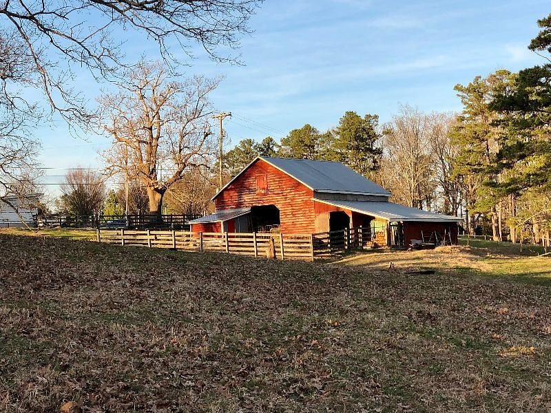 Lovely scenic property with cows. in a pasture and barn.  
