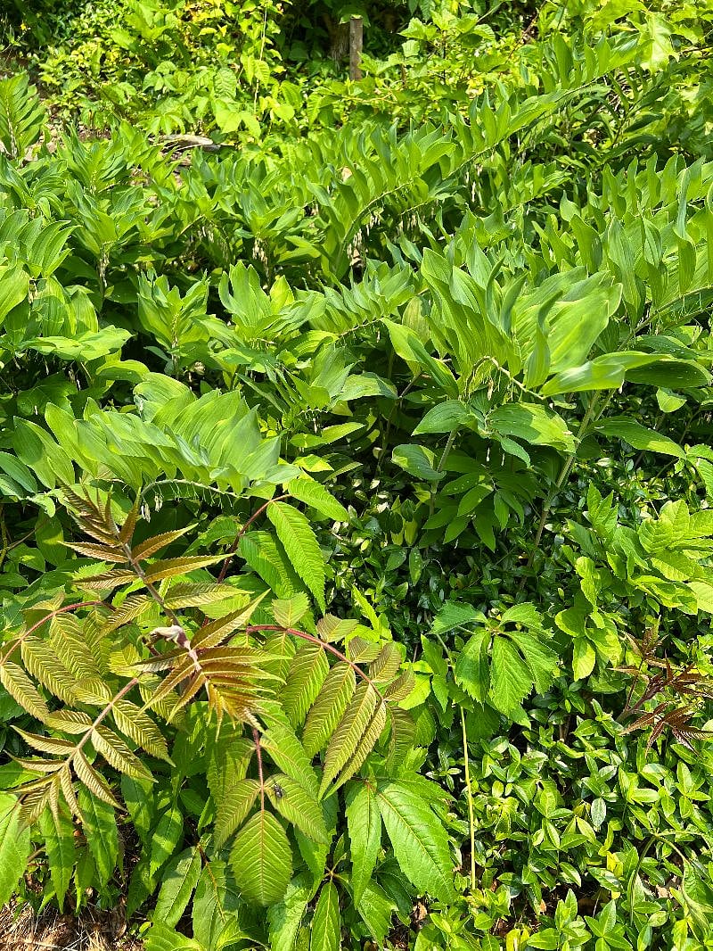 private green outdoor space