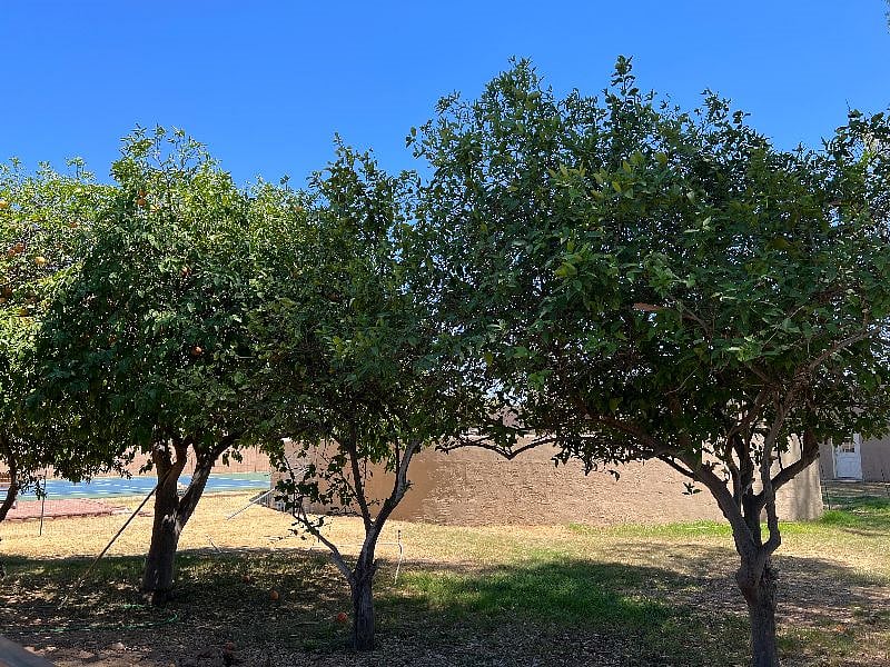 Citrus trees