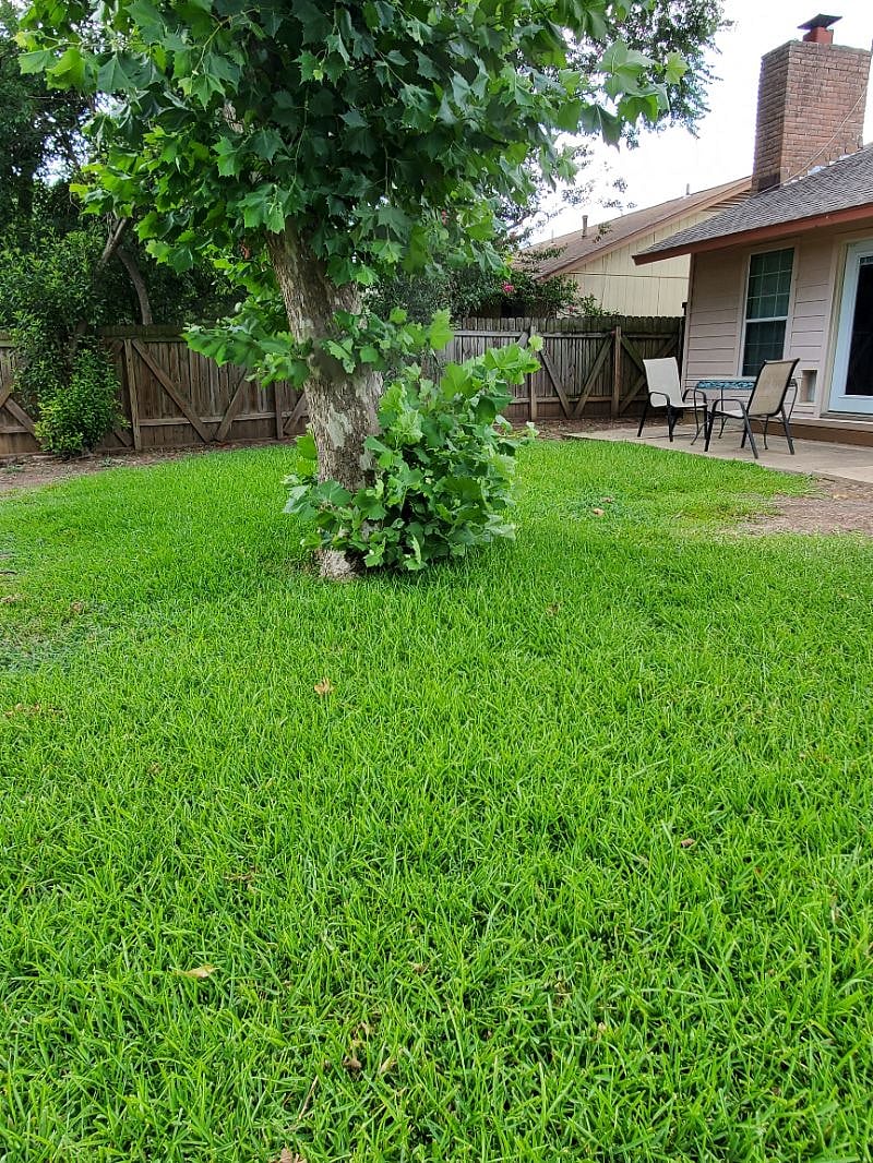 Backyard facing NE