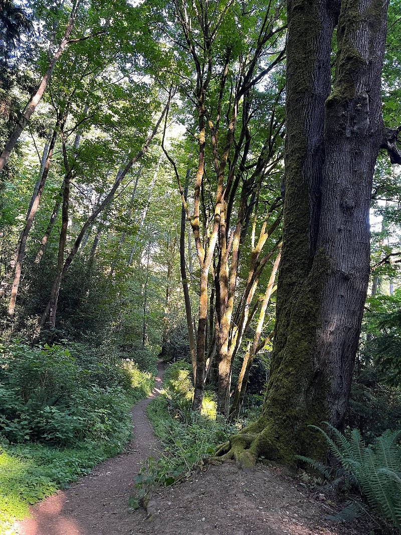 Seahurst park/woods