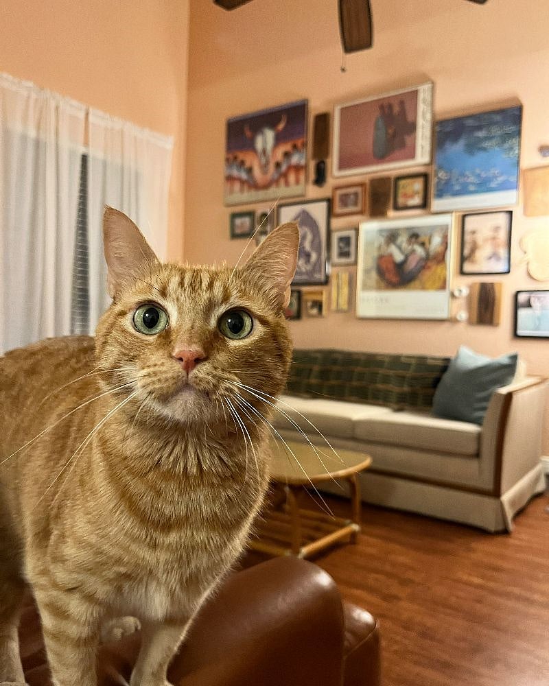 OK (Orange Kitty) is a sweet boy who likes to play but spends most of his days napping