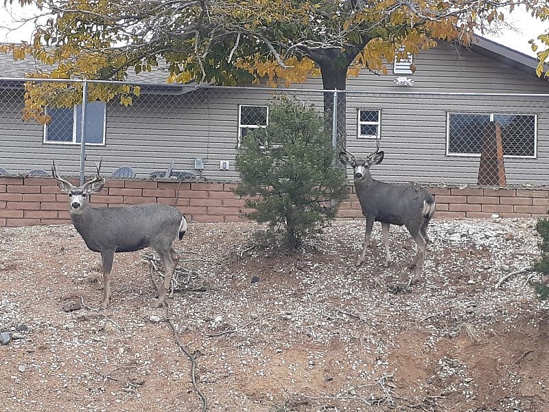 Some of the frequent wildlife outside back yard