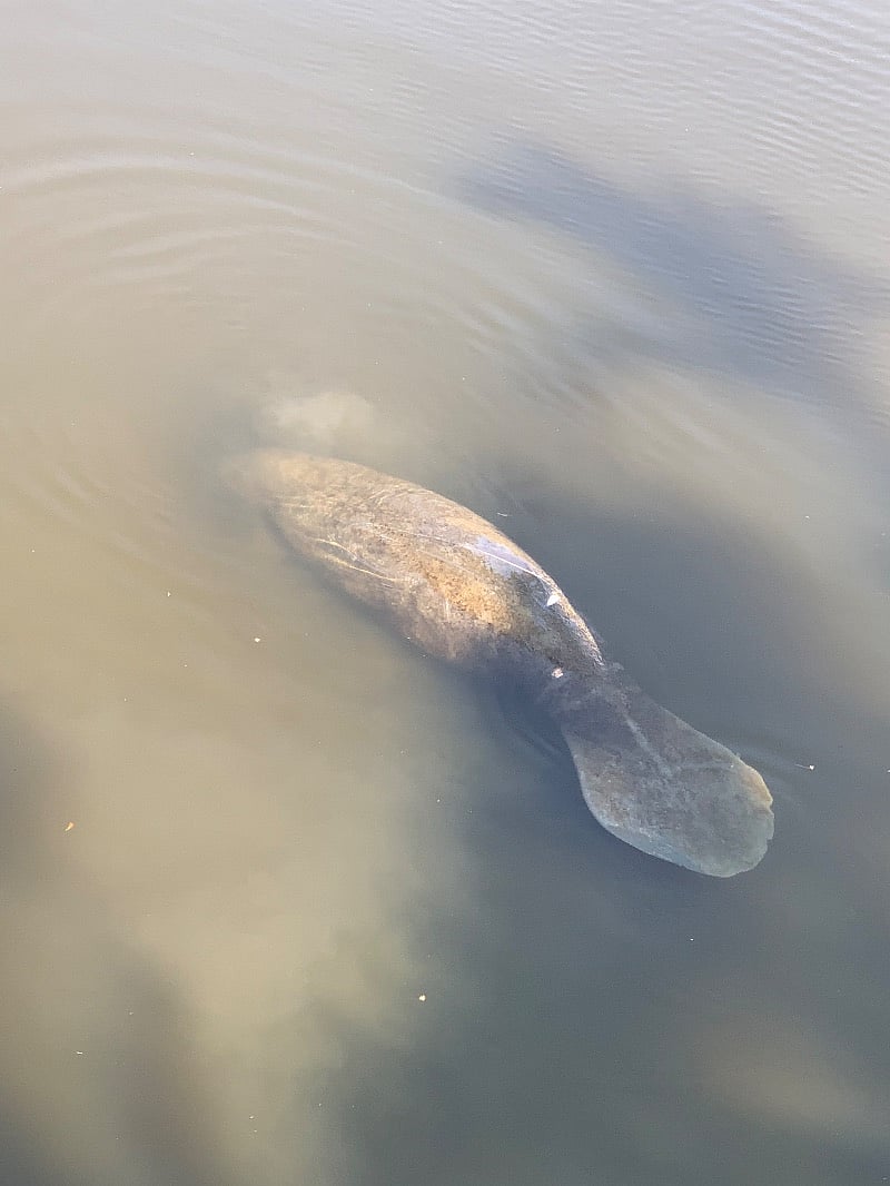 Manatee in the am