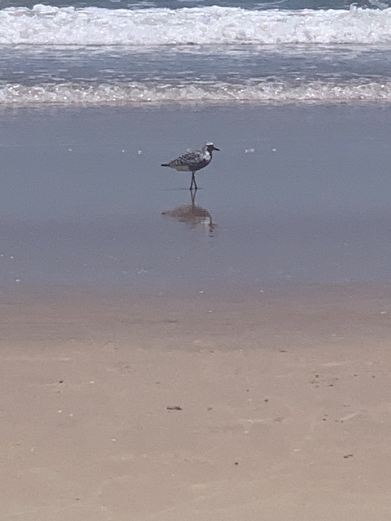 Daytona beach