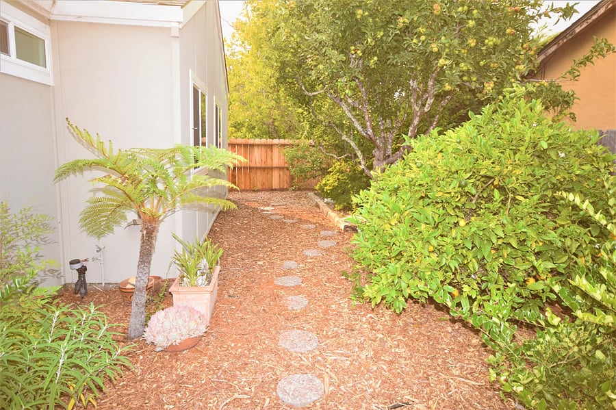 Backyard has lemon, pear and apple trees. 