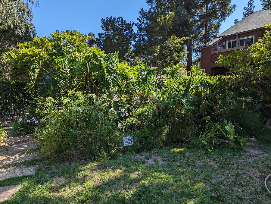 Fish Pond and Garden