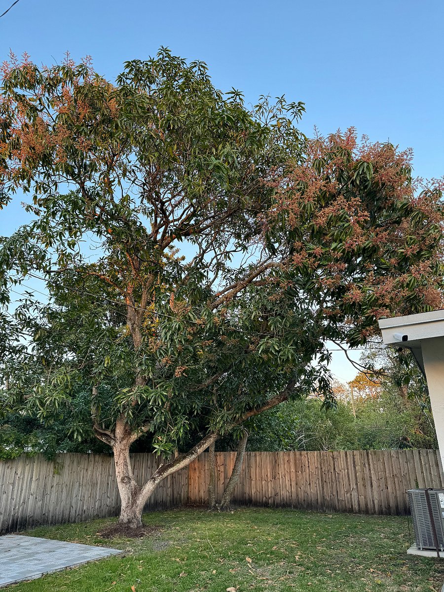 Backyard fence
