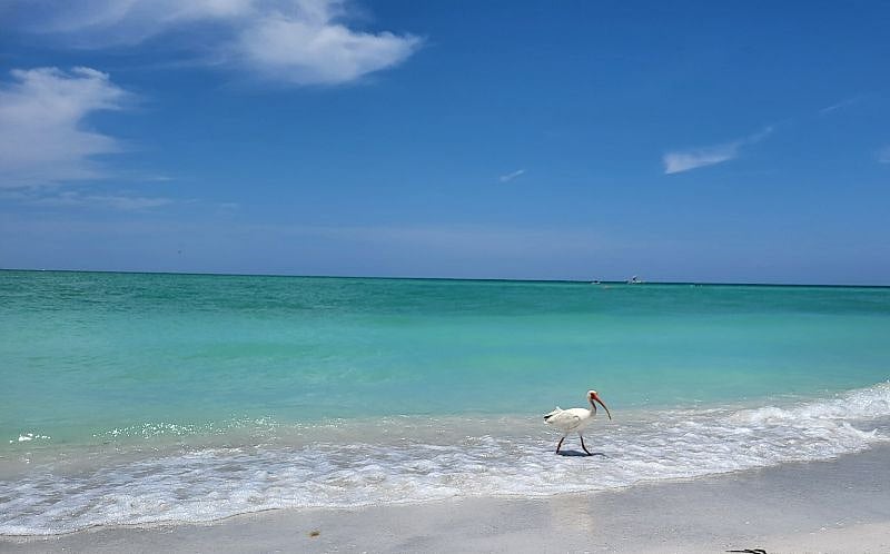 Beautiful Lido Key Beach