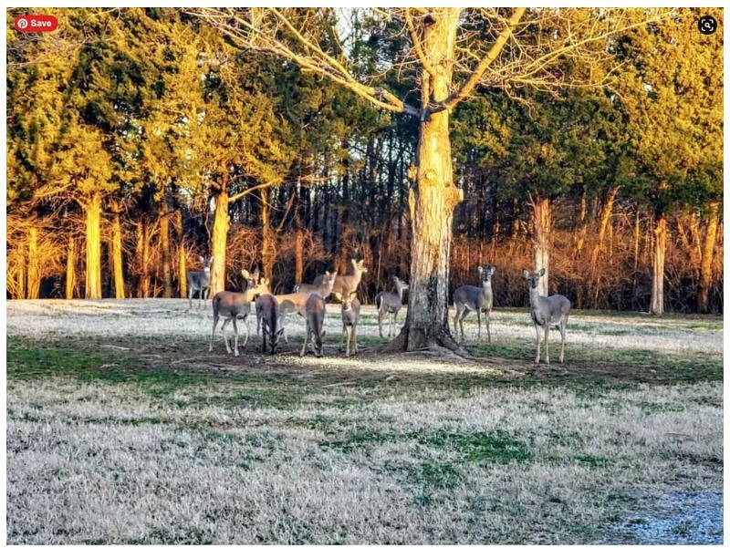A deer family saying hello
