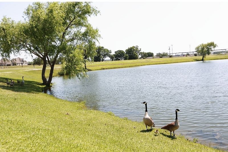 Geese, Ducks and Pelicans often visit the backyard Pond.