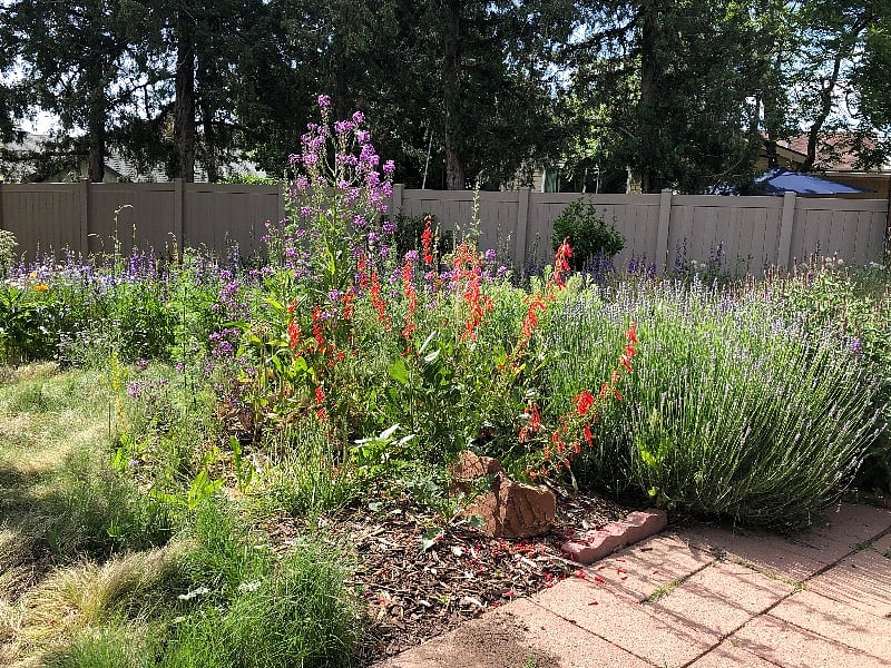 Back yard native wildflowers