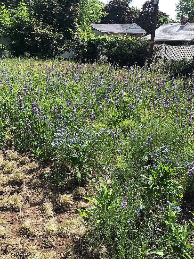 More native wildflowers in backyard