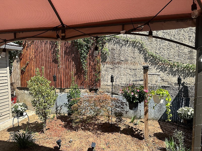 Plants 