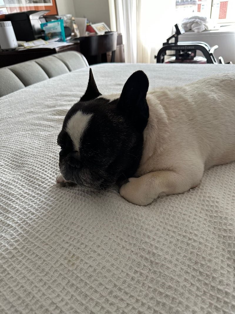 My dog. He is friendly