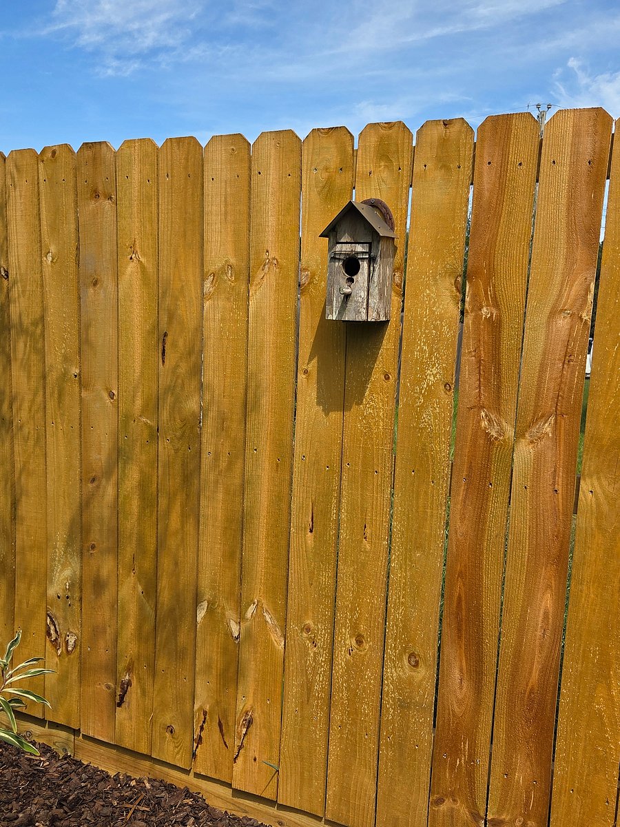 Active Blue Bird Nesting Box
