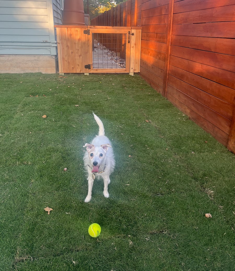 Meet Brooklyn! She has her own front yard, but might say hi from time to time.