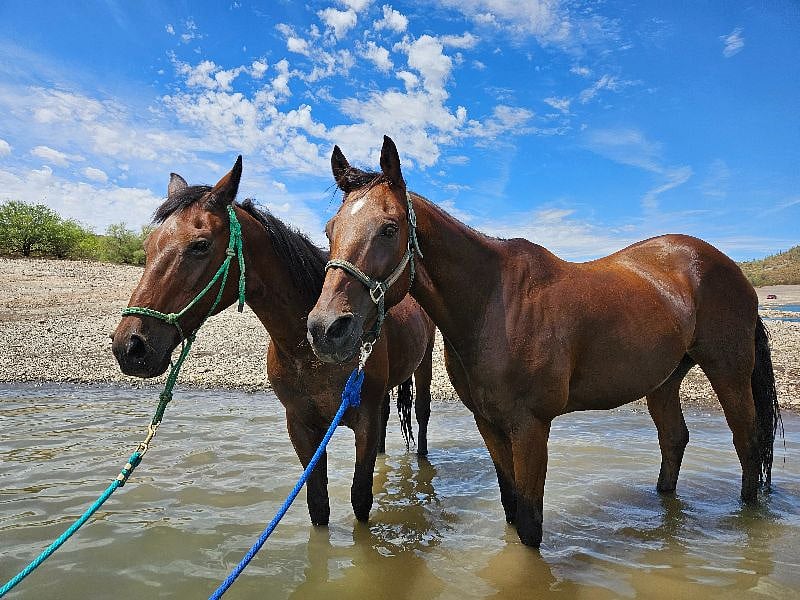 2 of my 5 horses  swimming at Lake Pleasant! They do live on my property!