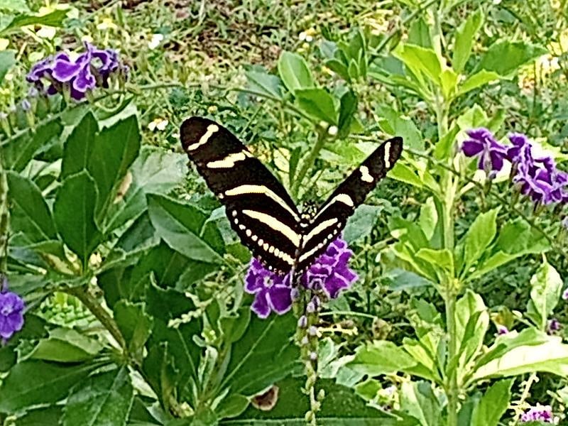 Butterfly Garden