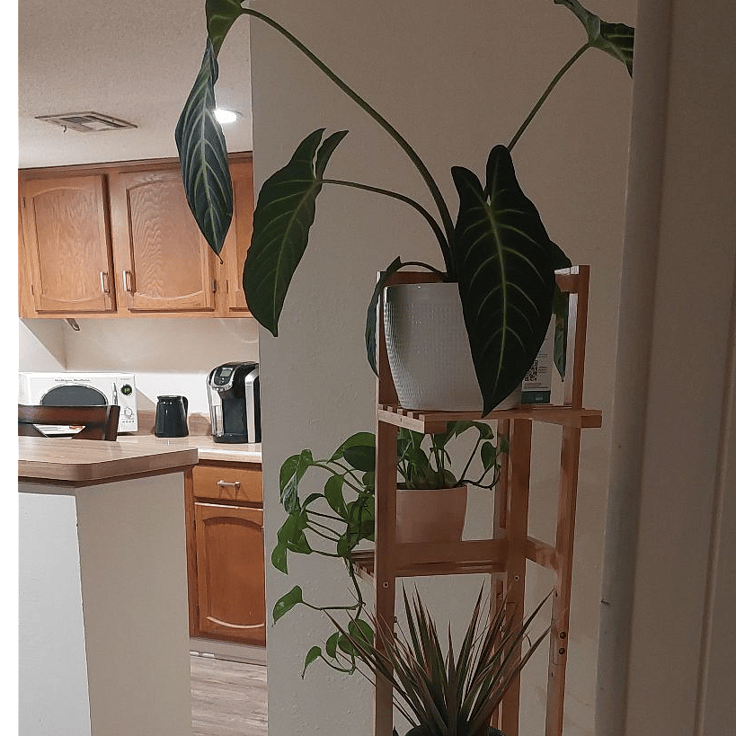 Furnished Finder property 544819_1 photo 5