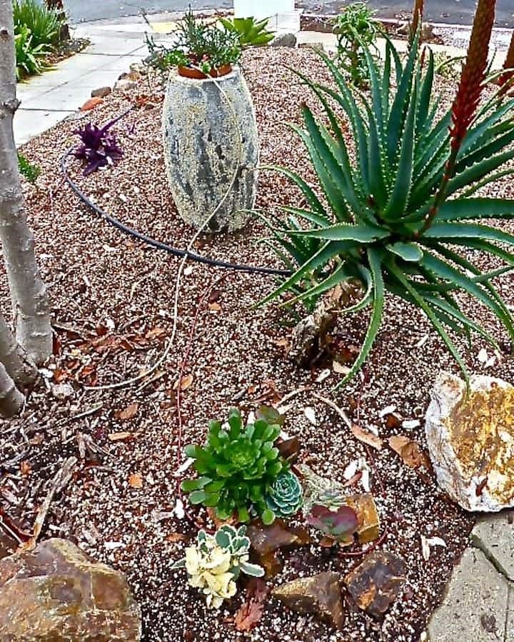 Succulents in back, side and front of house.