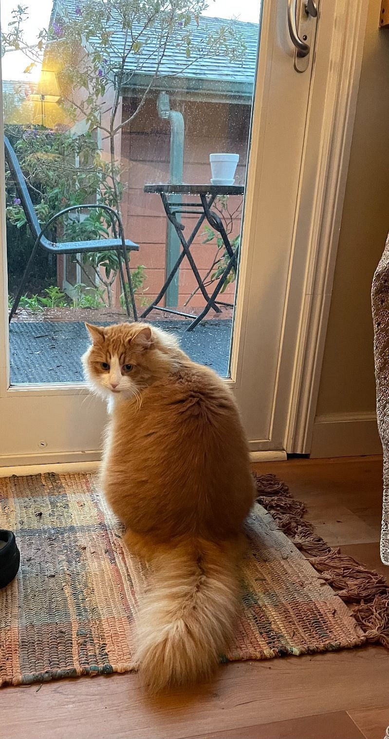 our very friendly cat, Elvis