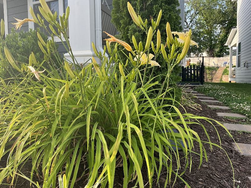 Walkway around side of house