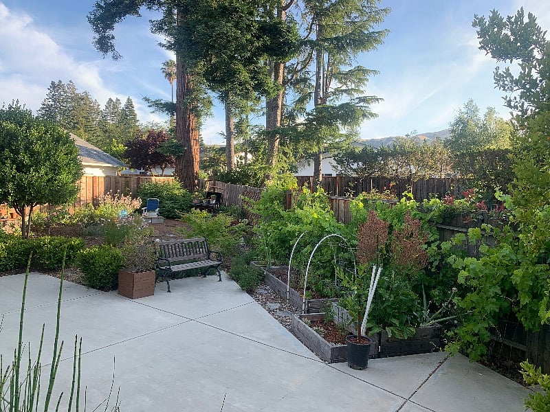 Vegetable and herb garden