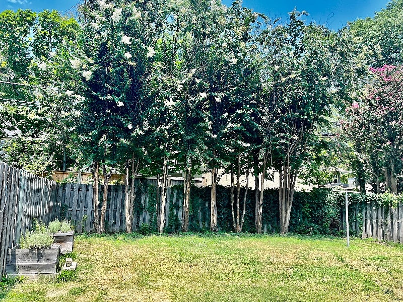 Crepe myrtles line the backyard.