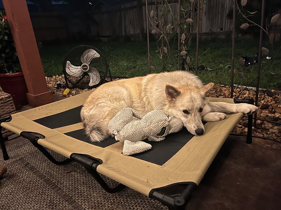 This is my 2 year old pup. She is very sweet and cuddly. She is a new addition to the family as I took her on as a foster rescue in March, 2025. In mid July I adopted her. Currently she is still staying in a very large pen when I am at work. Not for behavioral issues, just dont fully trust her to eat my books yet. Shes in training, quiet, and should never bother you. Very mellow girl 
