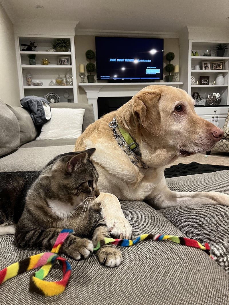 Very well trained household friends who will be around to pet.