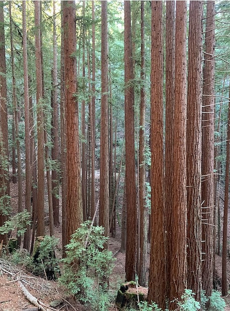 Nearby Redwood forest