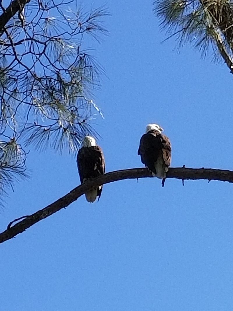 These 2 eagles began building their nest 6 years ago and have had 11 hatchings