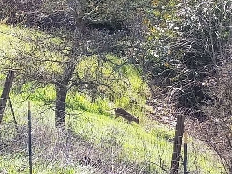 Yes, we have coyotes roaming
