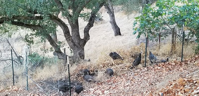 Love watching the wild turkeys