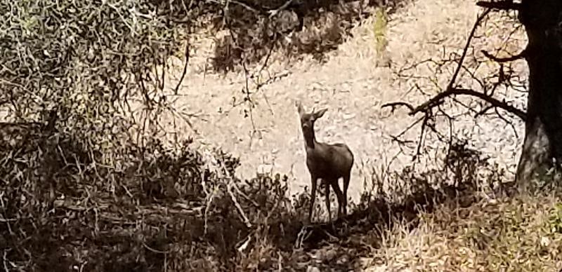 If your quiet at dusk, you'll see the family of deer